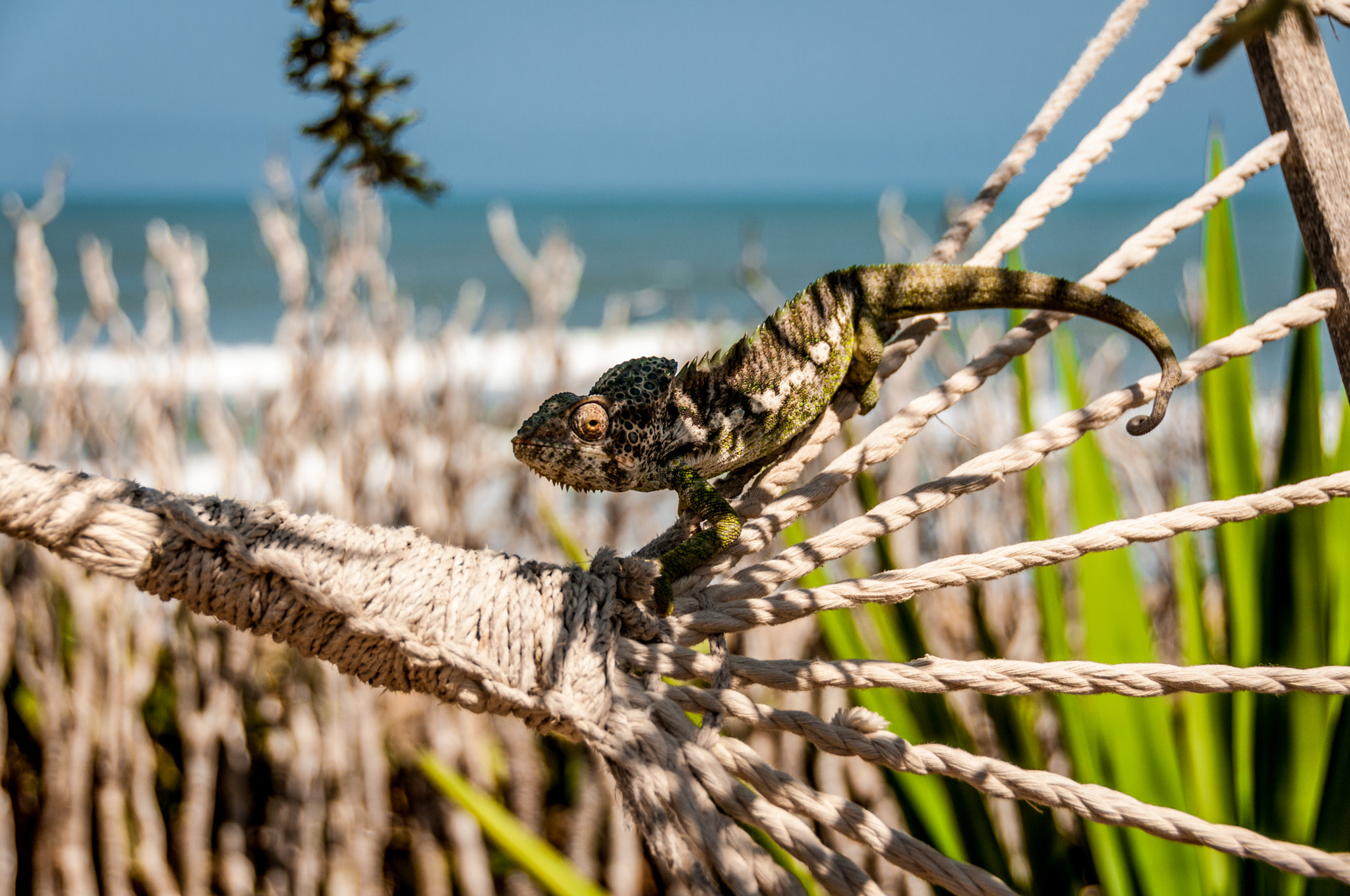 Chameleon Madagascar
