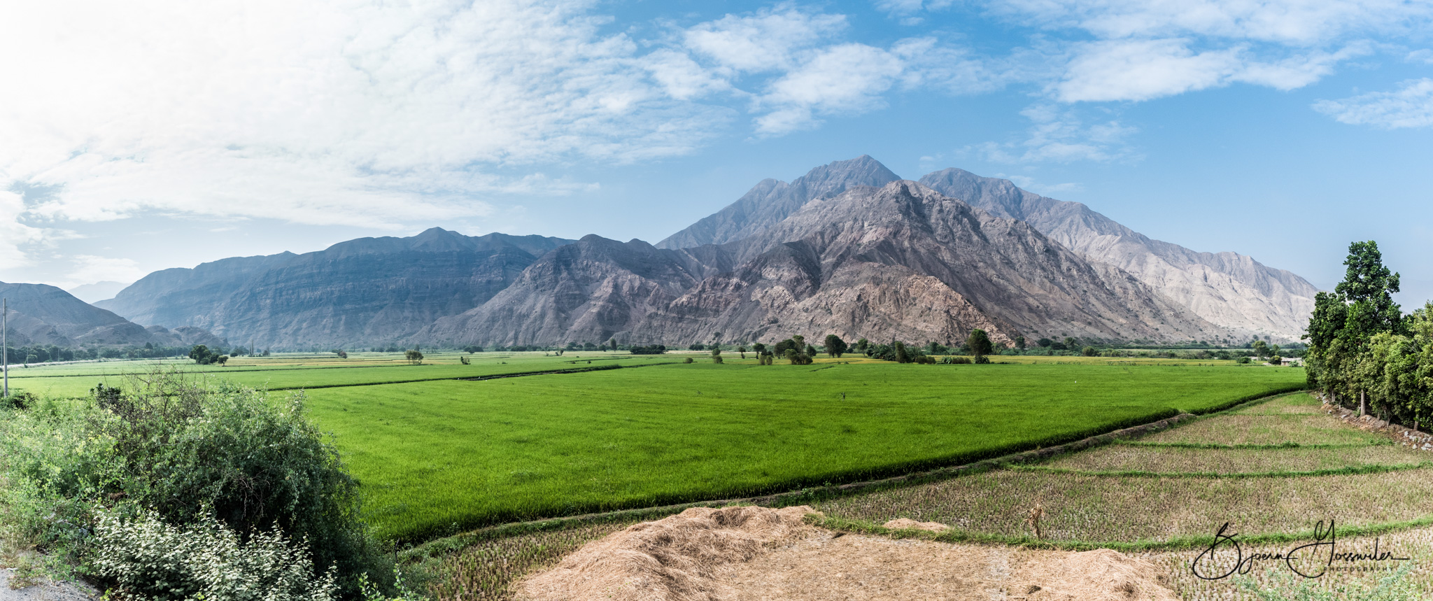 Rice plantage