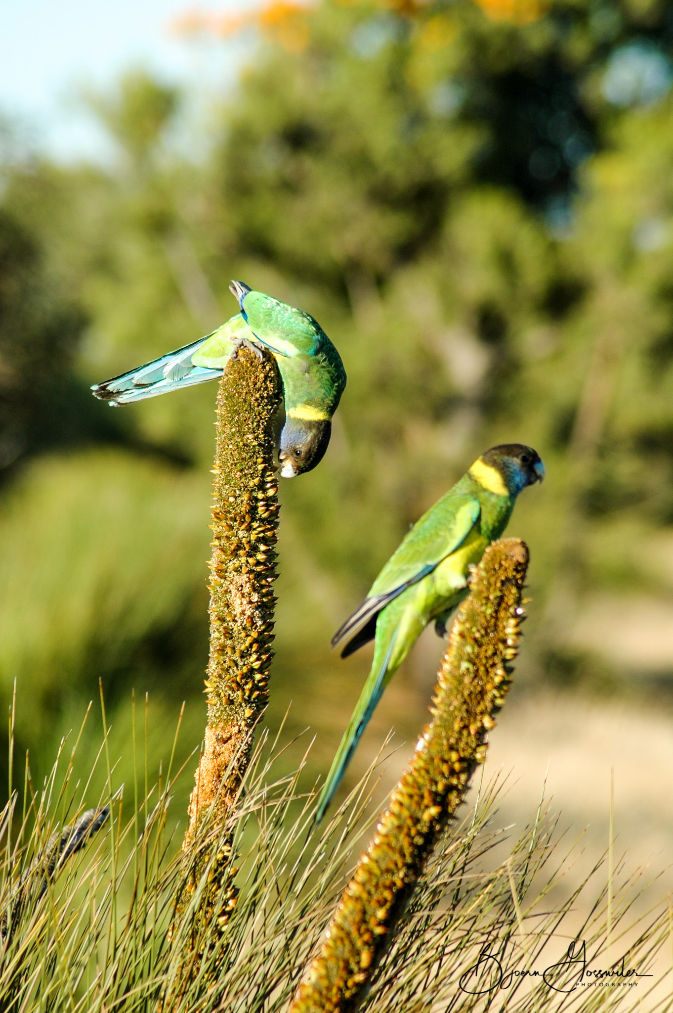 Birds