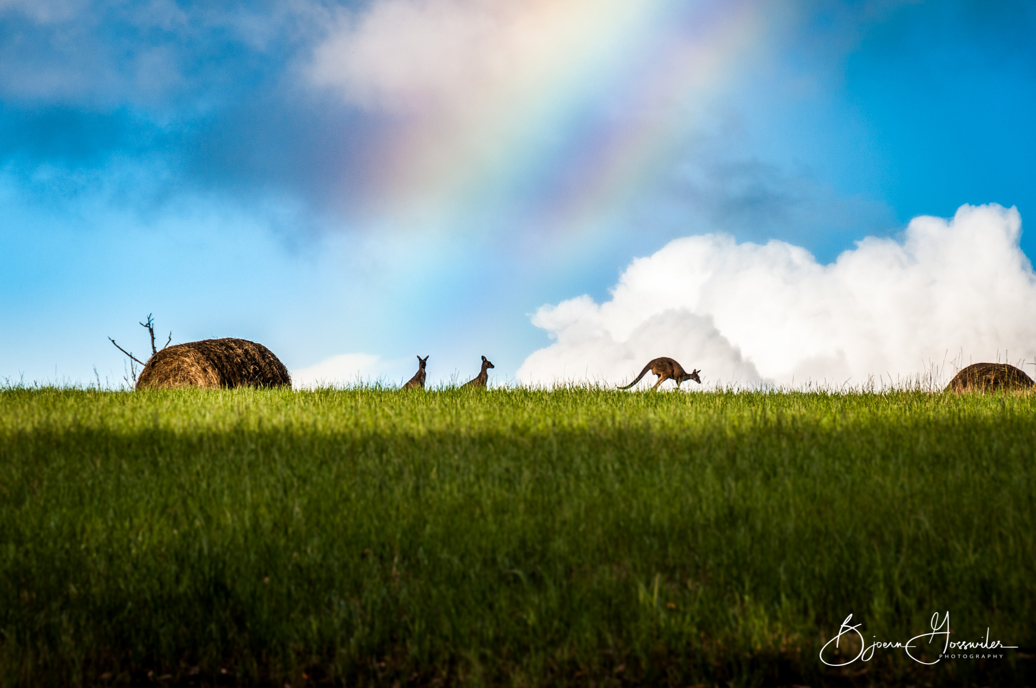 Kangaroos