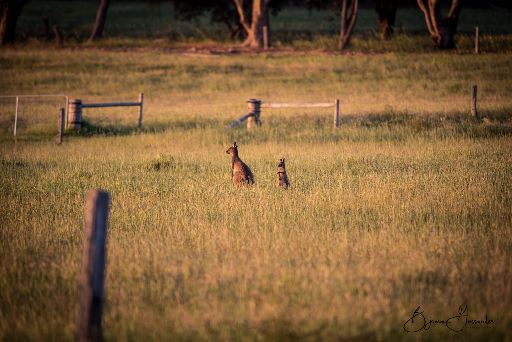 Kangaroos
