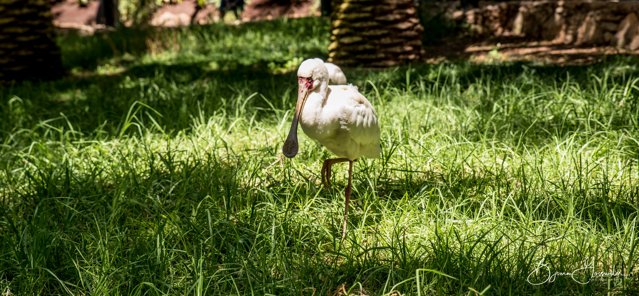 Oasis Park