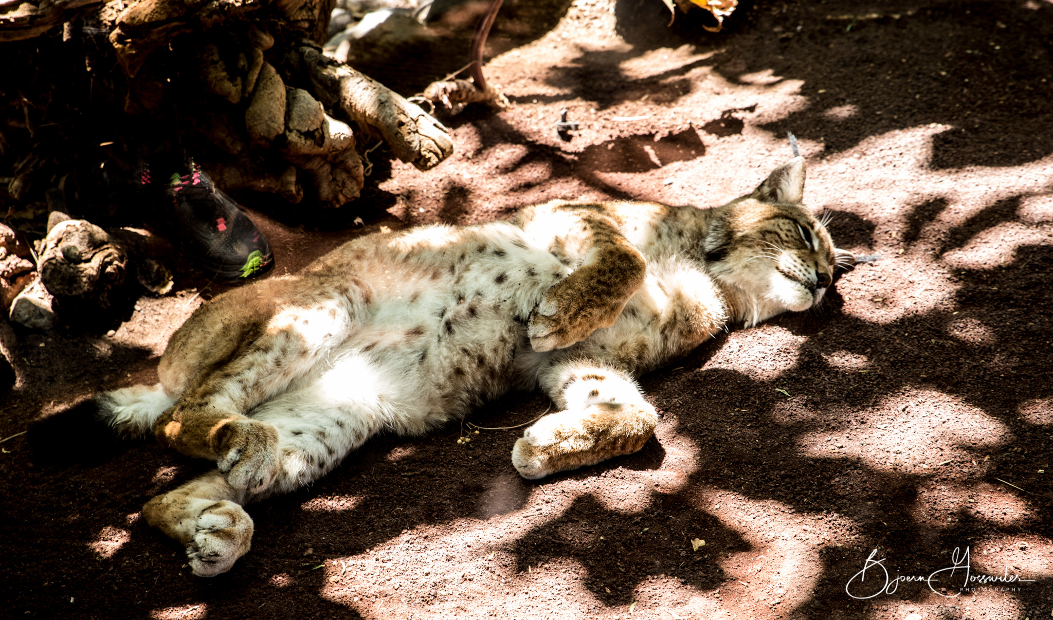Exhausted Cat