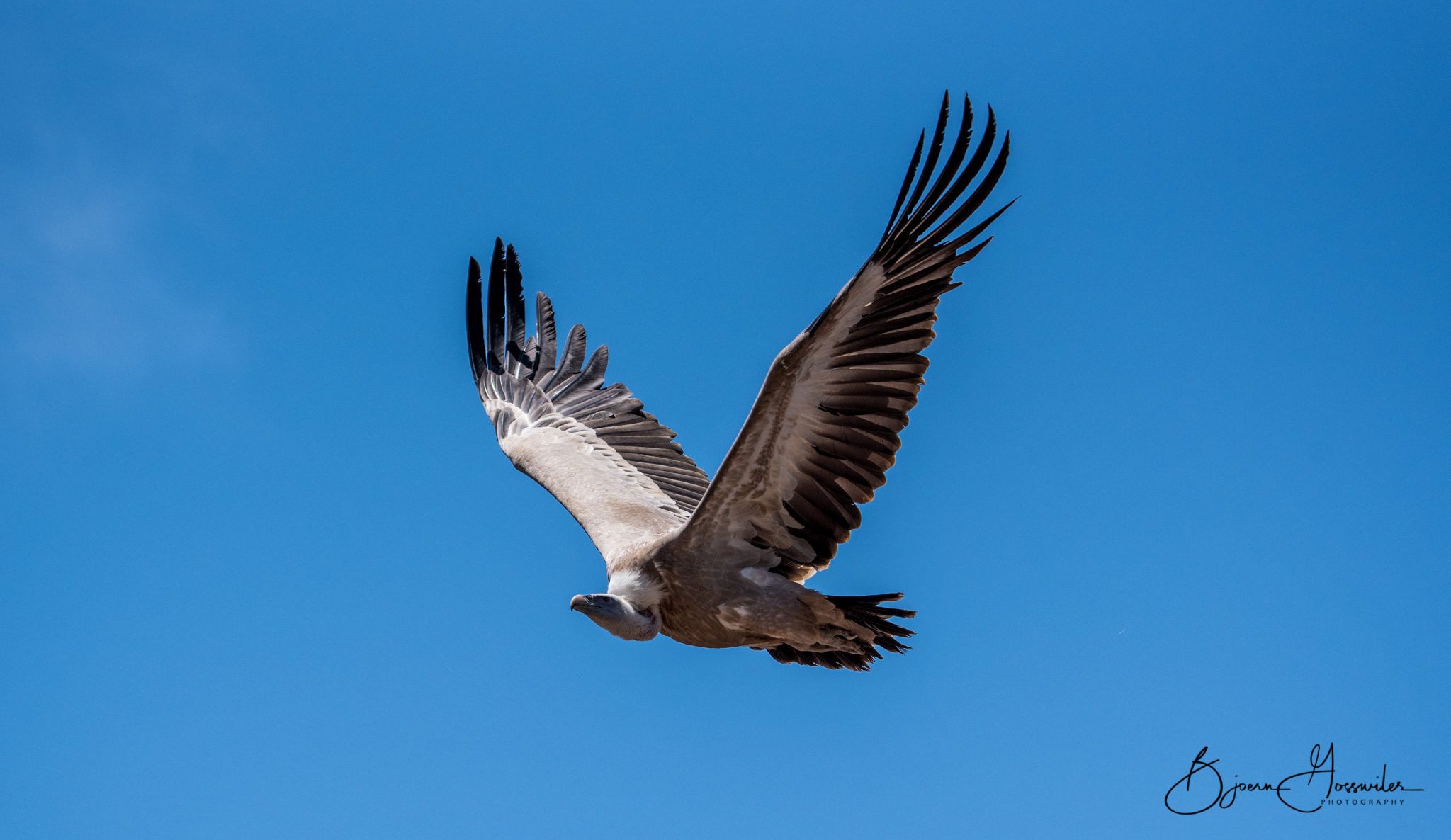 Vulture Oasis Park