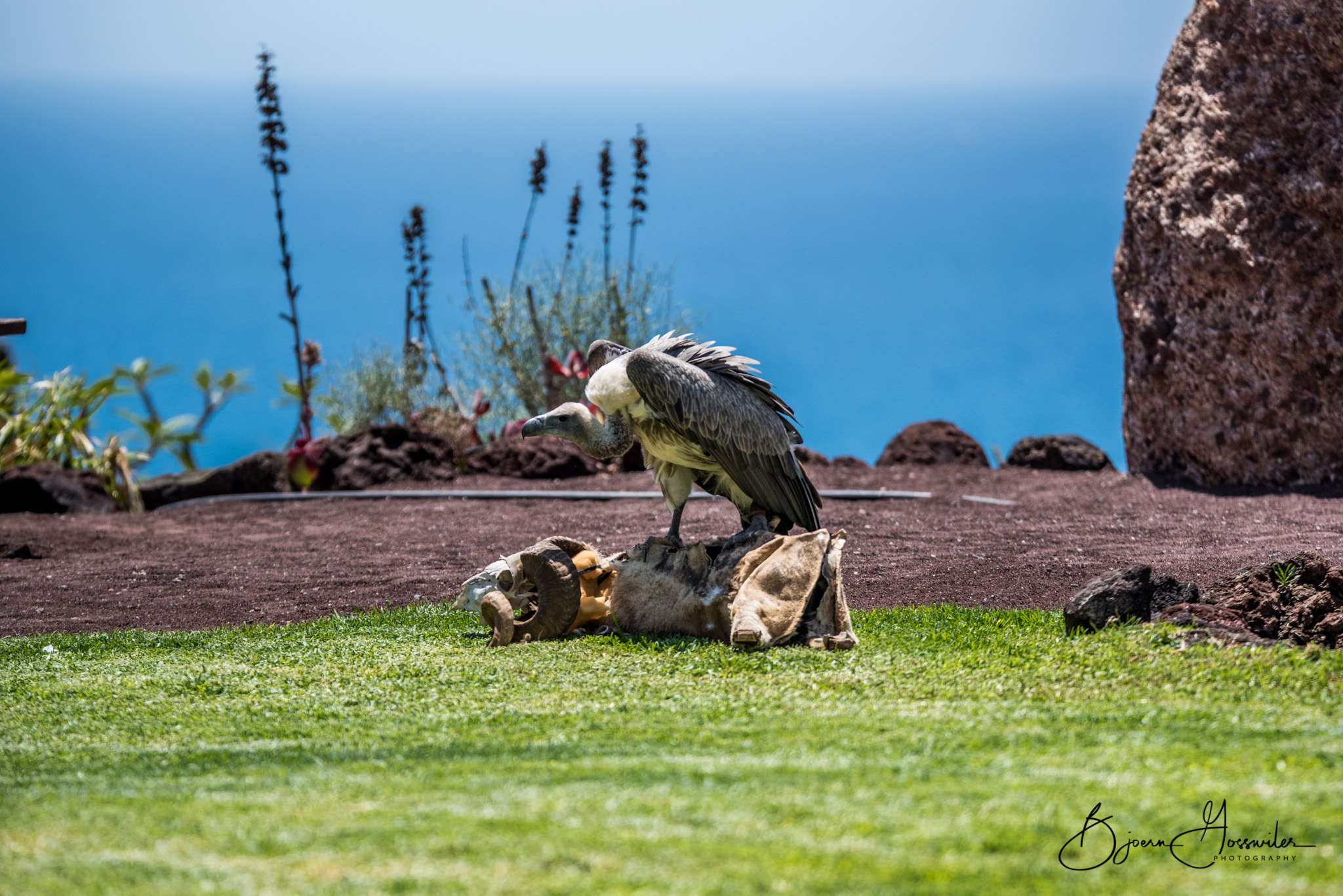 Vulture Oasis Park