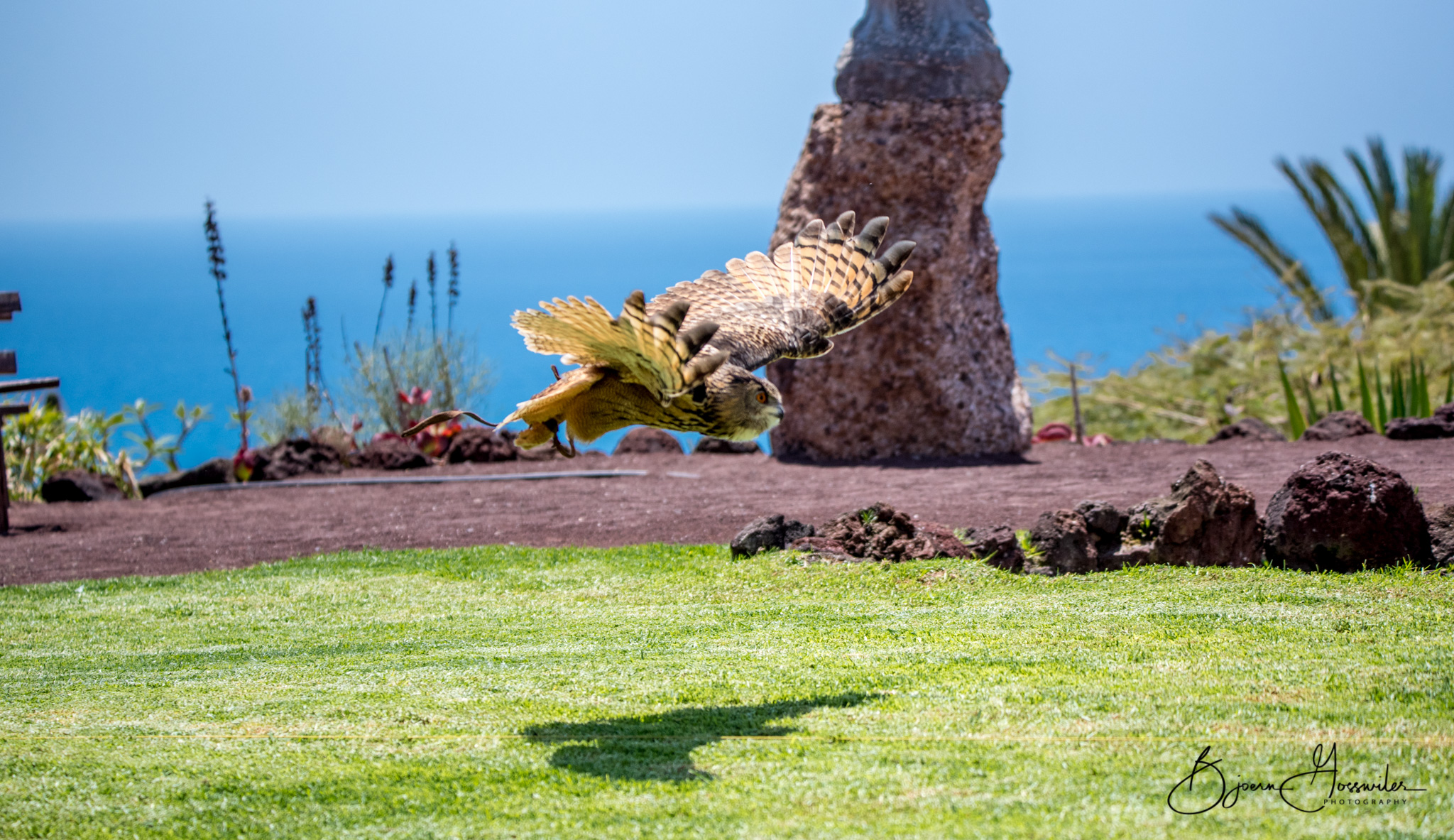 Owl Oasis Park
