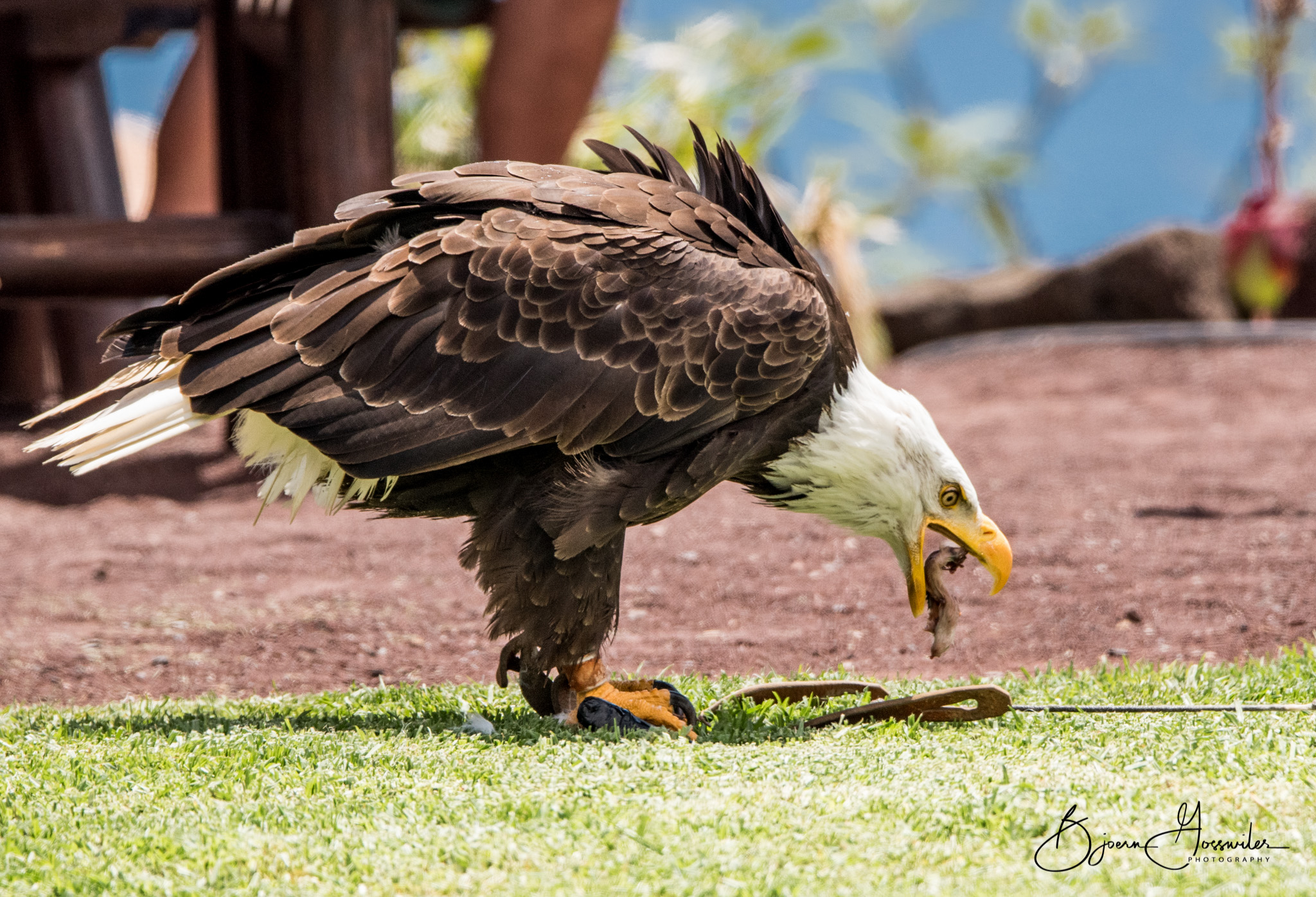 Bald Eagle Oasis Park