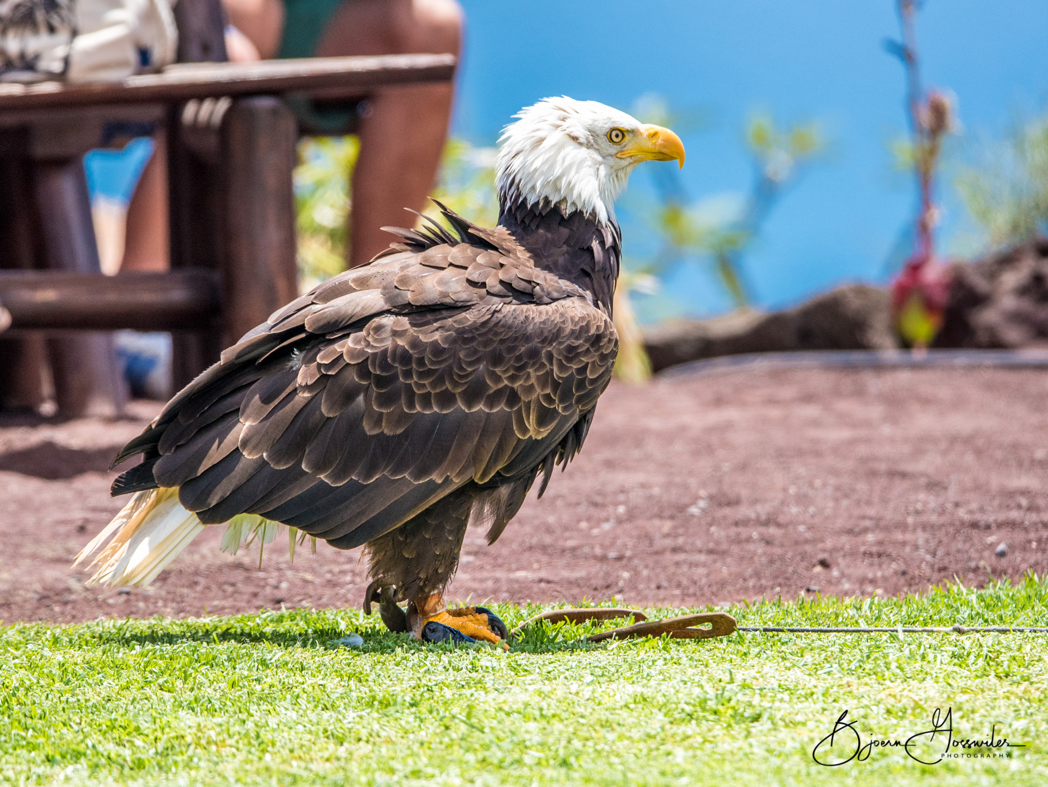 Bald Eagle Oasis Park