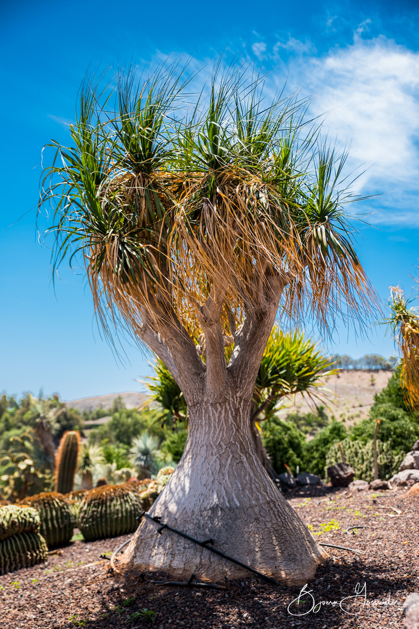 Oasis Park
