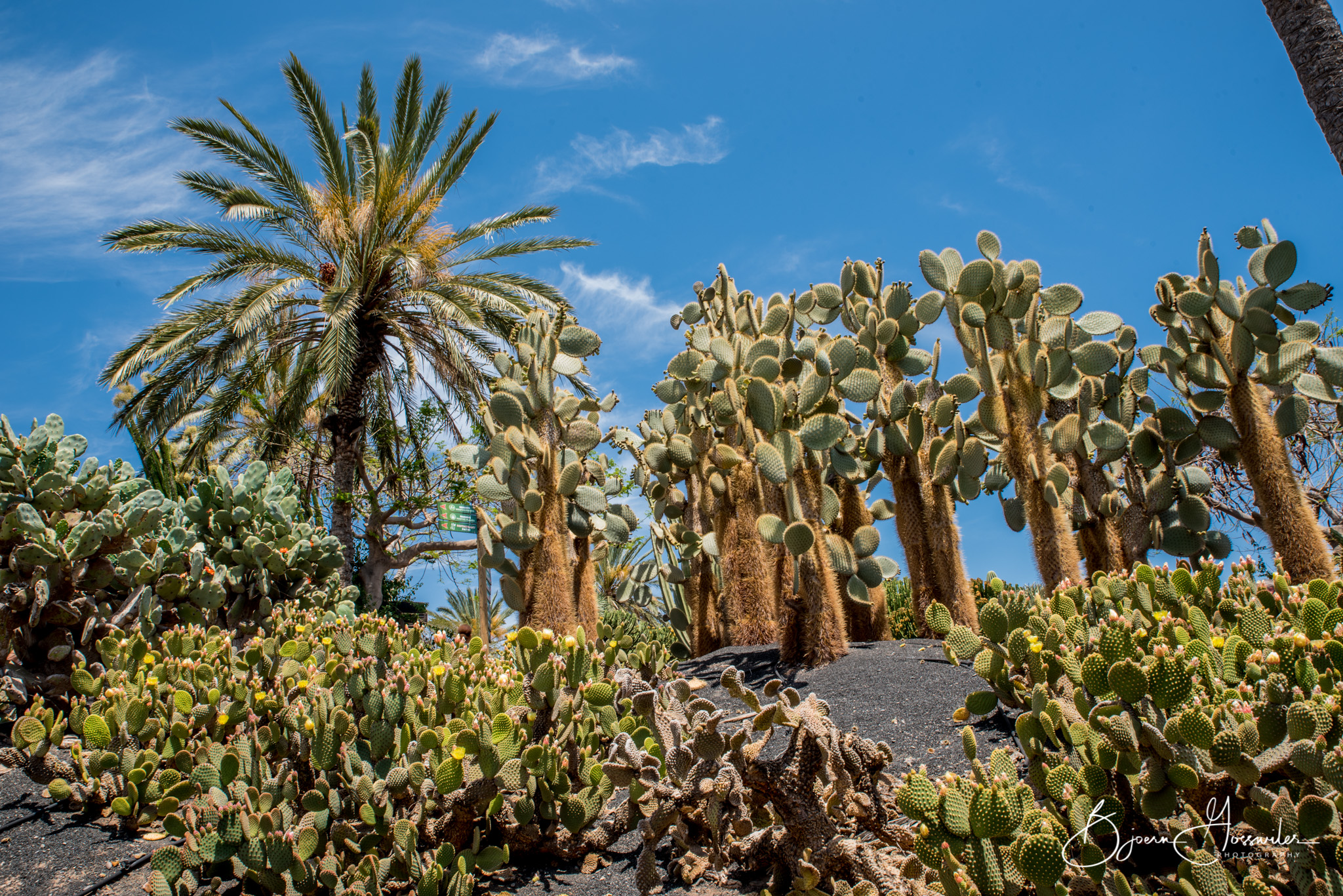 Oasis Park