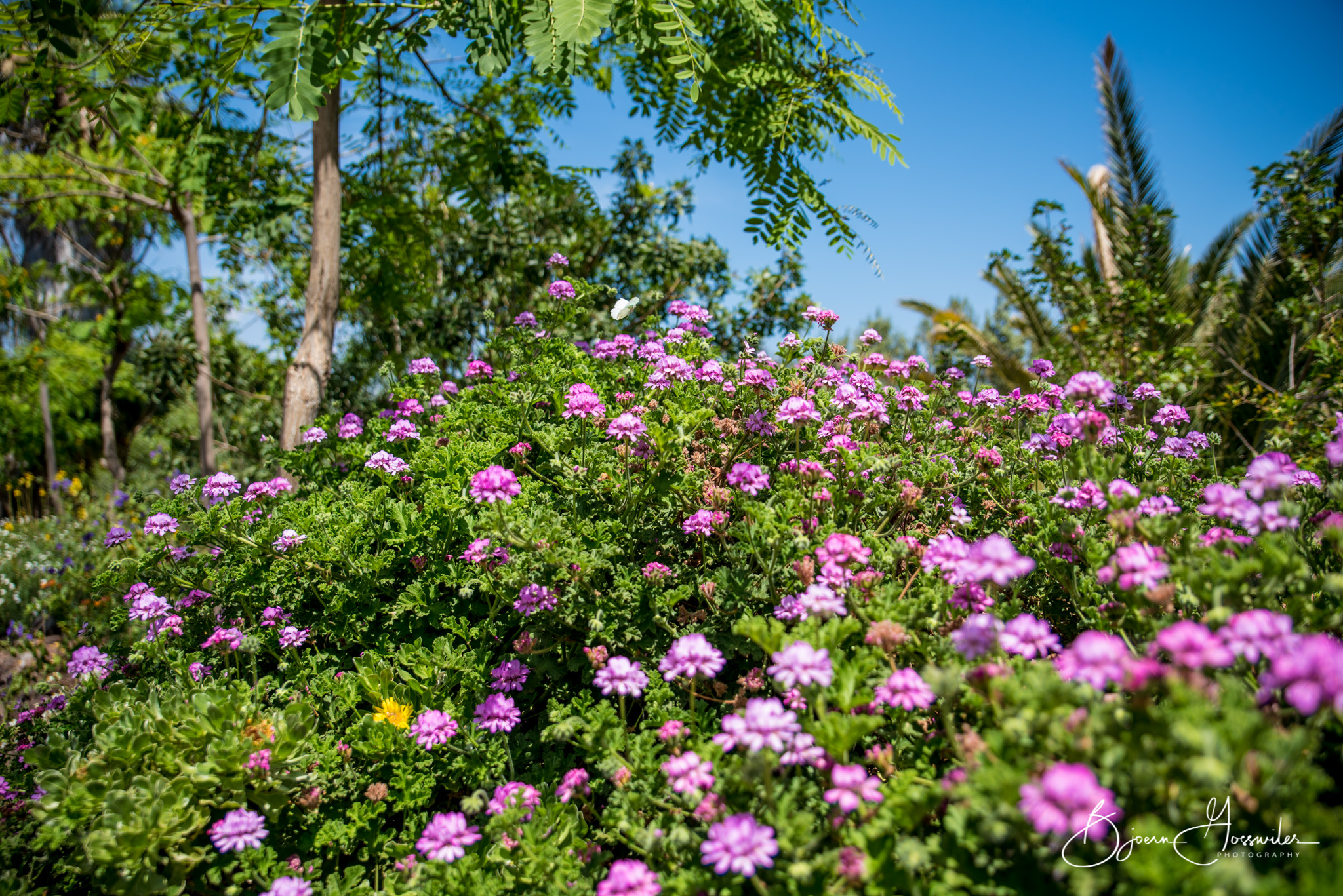 Oasis Park