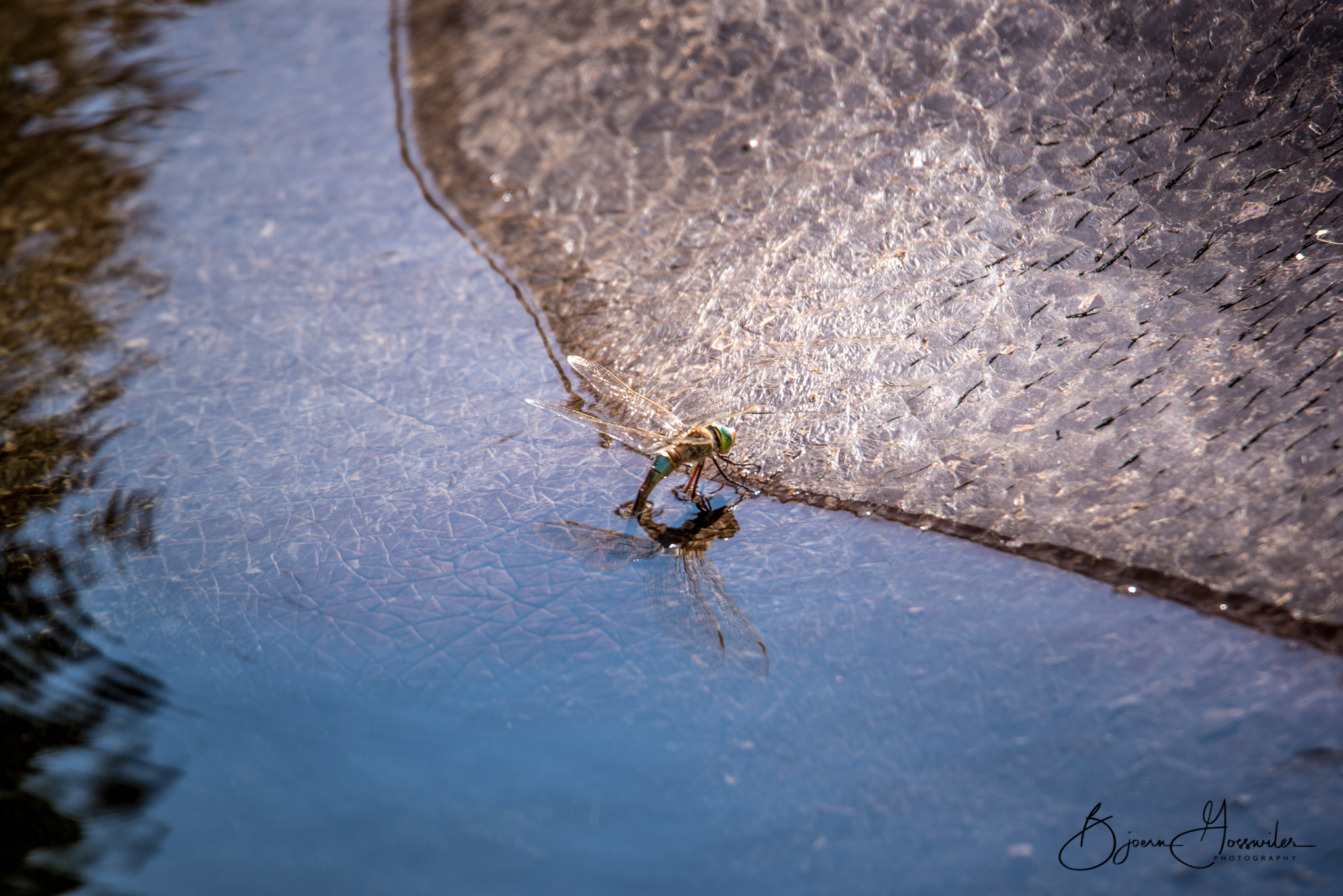 Dragonfly on the back of a hippo