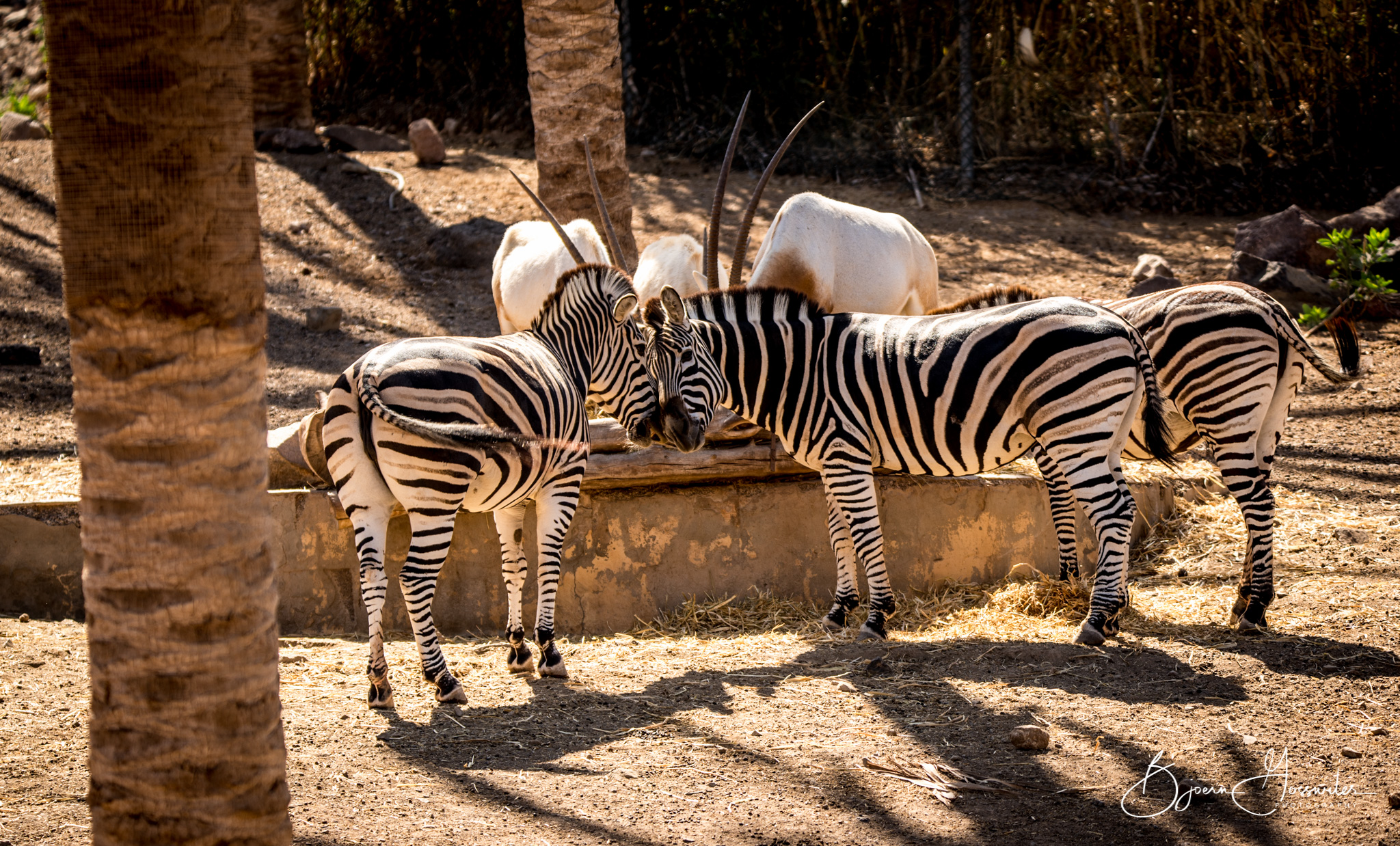 Oasis Park