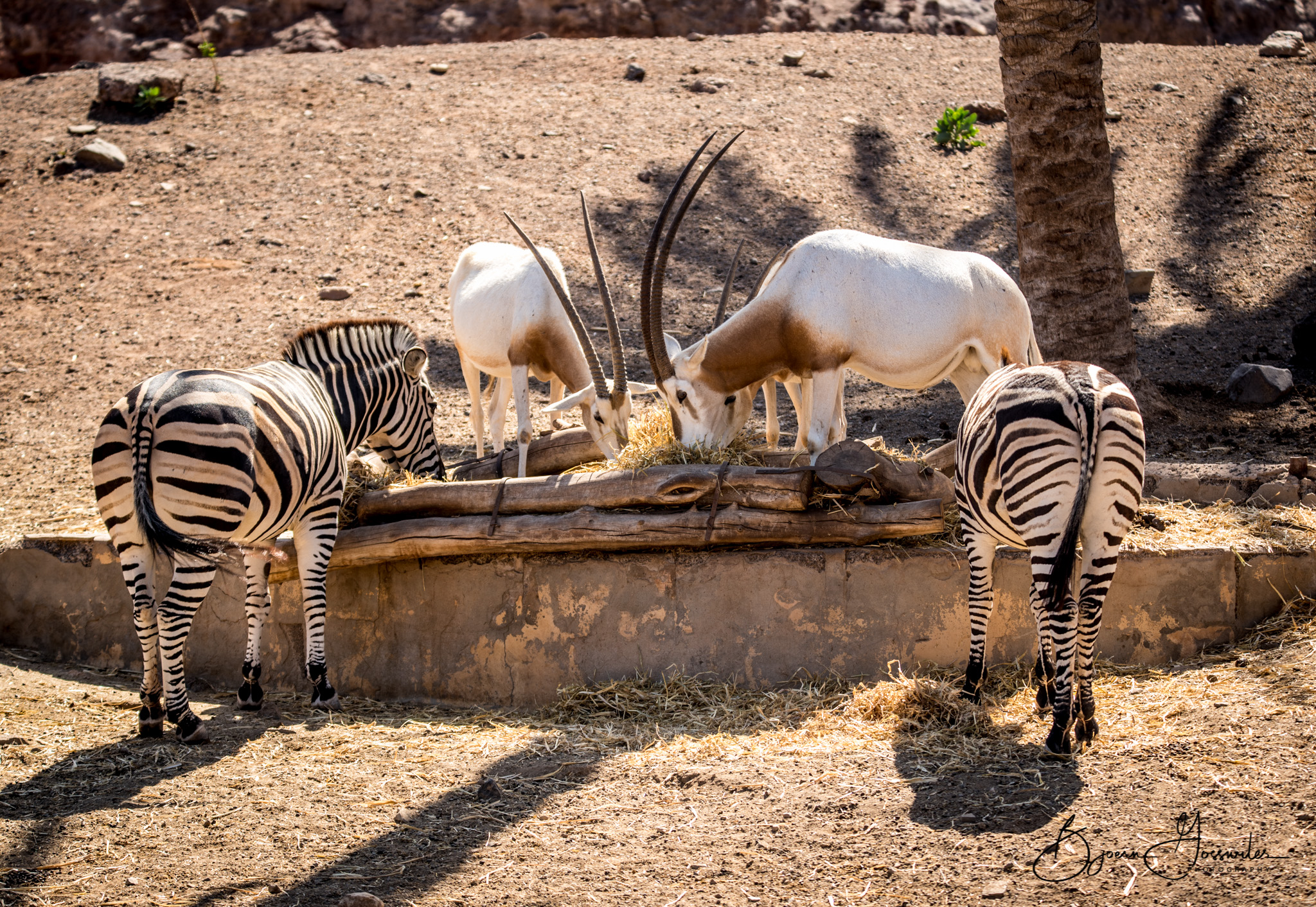 Oasis Park