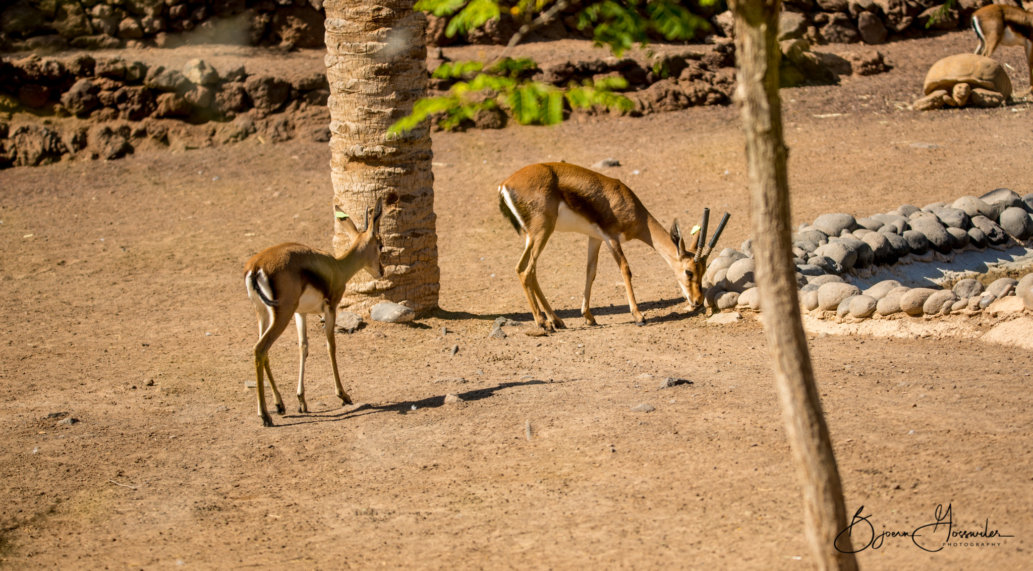 Oasis Park