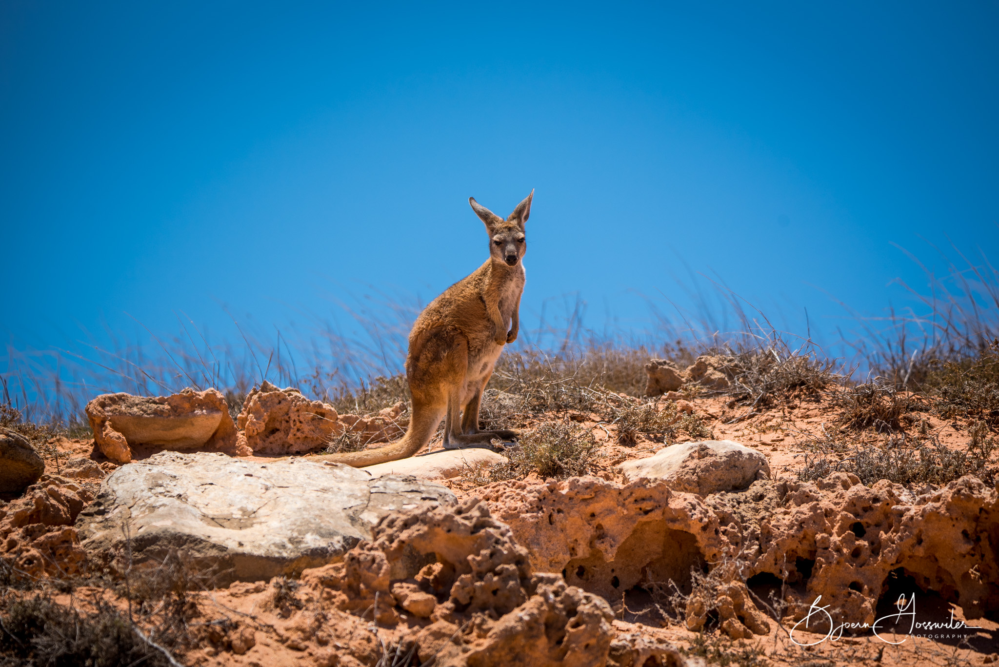 Hello Kangaroo