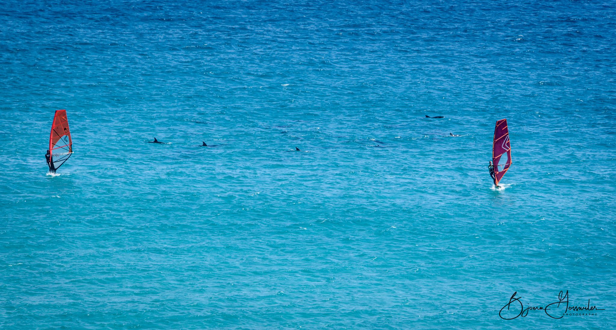 Sailing with the Dolphines