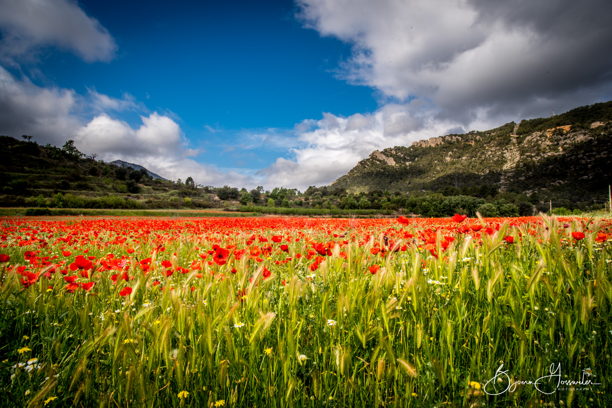 Poppies at ulldemolins