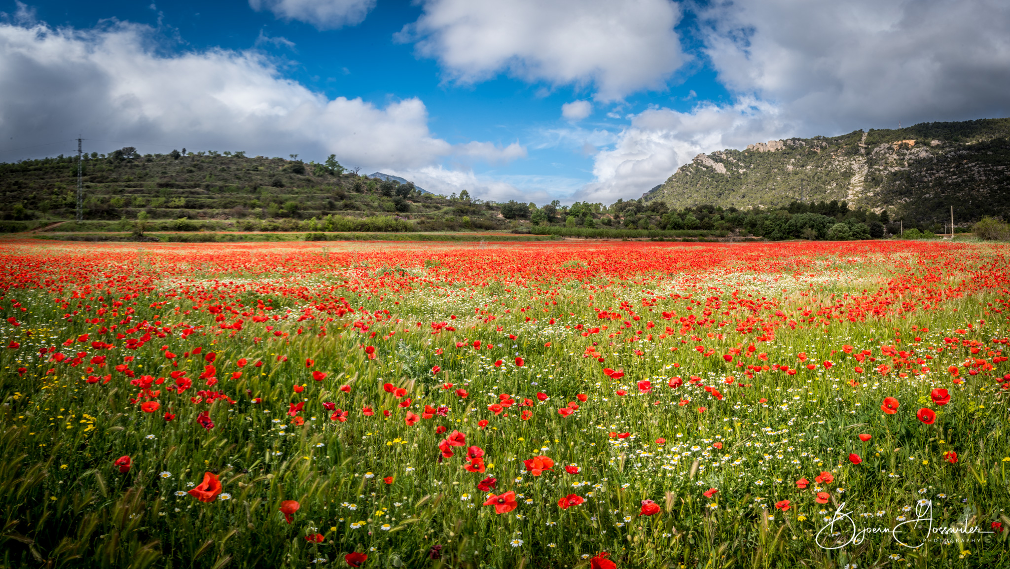 Poppies at ulldemolins