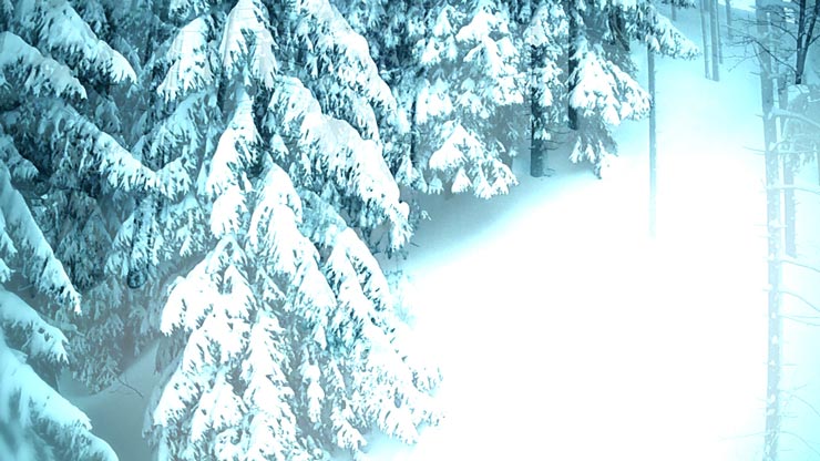 Treeride freeride